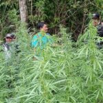 Temuan Ladang Ganja di Bromo Tak Terkait Pembatasan Drone